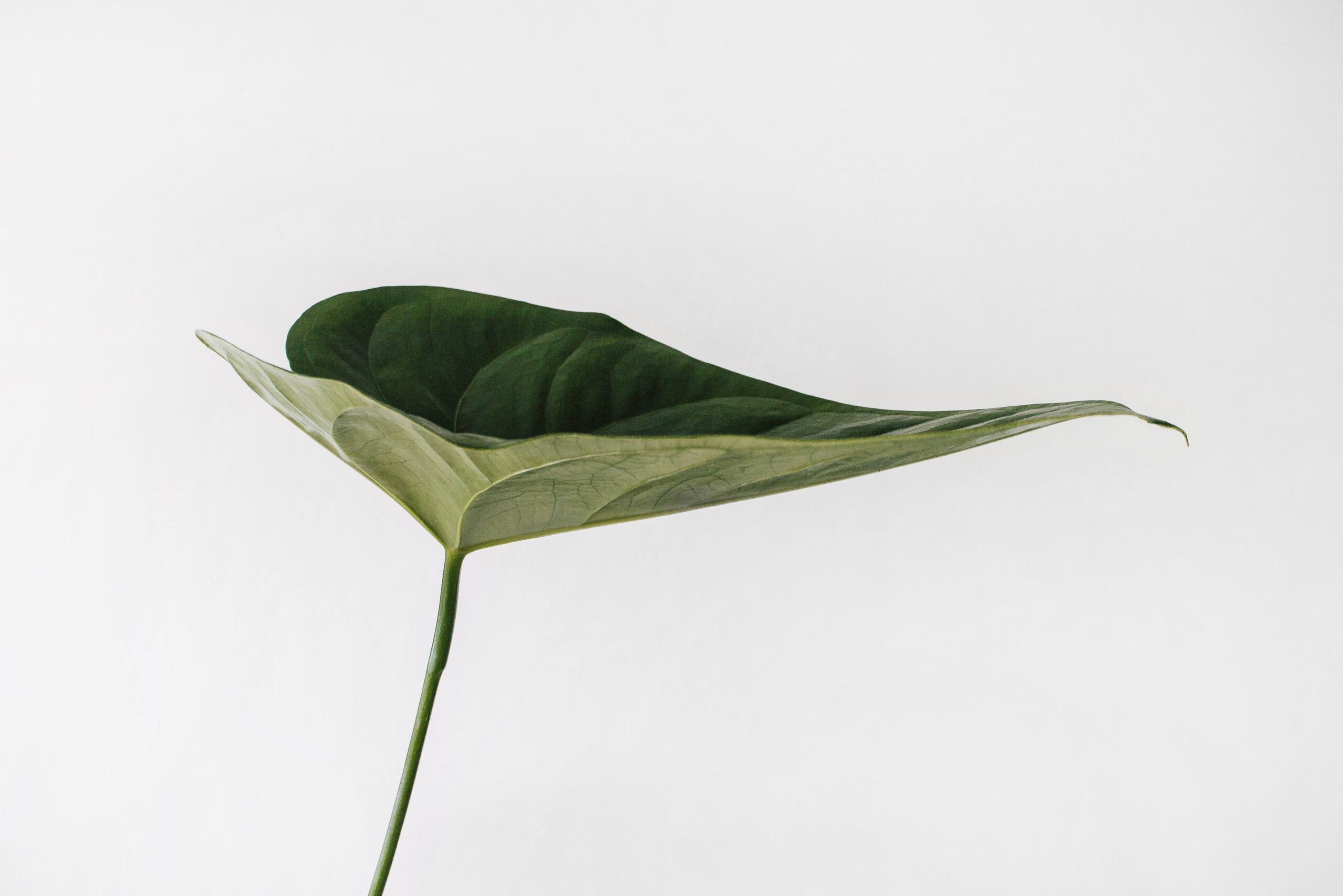 Leaf by Sarah Dorweiler on Unsplash